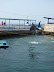 El show de los delfines El show de los delfines