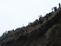 Frailejones en una ladera del parque