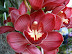 Exposición Orquídeas 2005