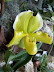 Exposición Orquídeas 2005