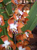 Exposición Orquídeas 2005