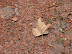 Otoño en La Plata Otoño en La Plata