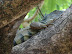 Parque de Las Iguanas Parque de Las Iguanas