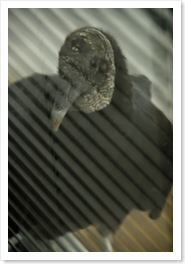 Eddie the EBSCO Buzzard1