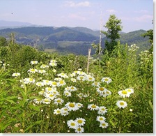 spring flowers