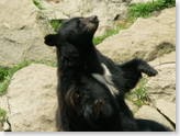 uh bear