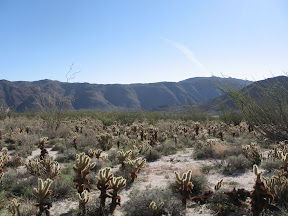 Cholla on the way to RockHouse Canyon Cholla on the way to RockHouse Canyon