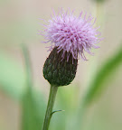 DSCF1443.JPG