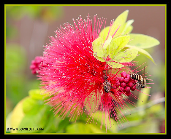 IMAGE: http://lh4.google.com/borneoeye/R3tHgfHXyRI/AAAAAAAABq8/rMRMWhinoQQ/Bee.jpg?imgmax=576