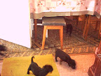  Patru catelusi in cautare de stapan