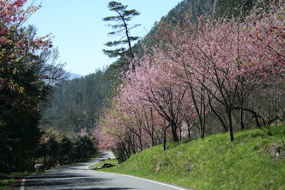 武陵農場內沿途風景