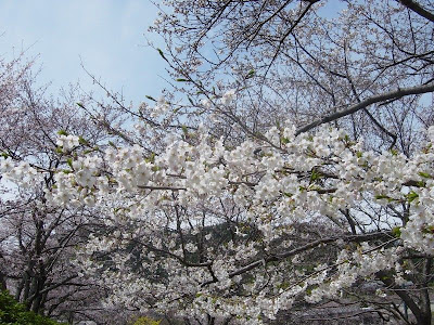 玉川公園の桜も一斉に桜が咲きほこり