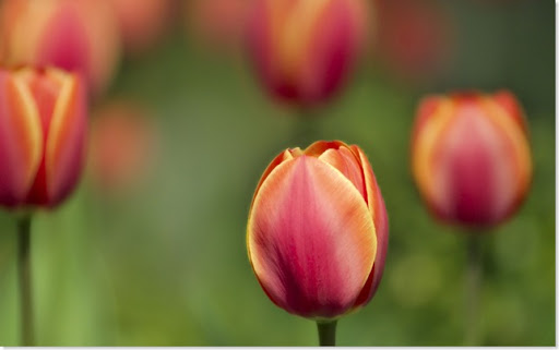 01408_tulips_1920x1200