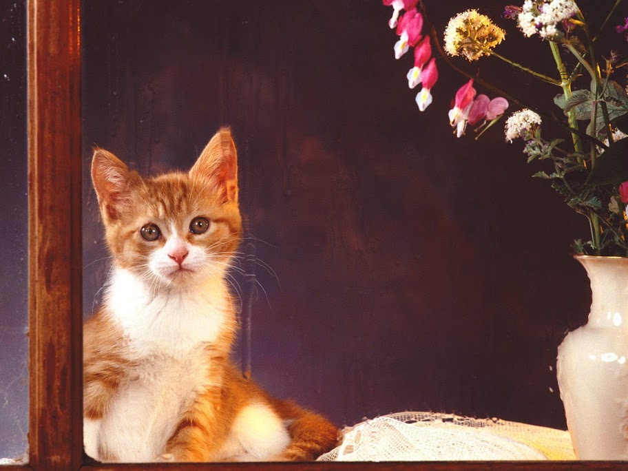 Meow Meow cat Meow Meow (29).jpg MeowMeow -  http://henku.info