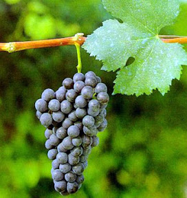 Grappolo di Nebbiolo