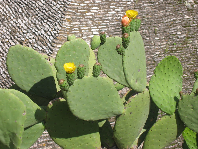 Cactus in bloom