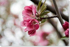 cherry-blossom-tree-flowers