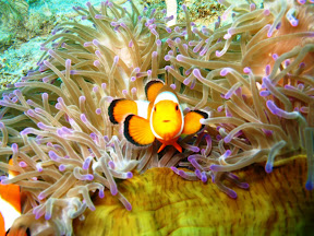 Smiling Nemo At Redang