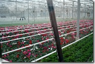 Hoek van Holland Greenhouses 06