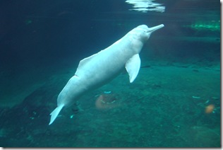 Zoo Duisburg - Amazon Dolphin 05