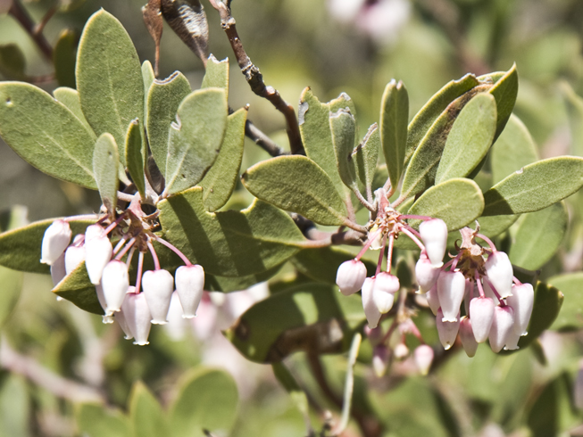 DSC_0012 manzanita in bloom close up mund s trail en az.jpg