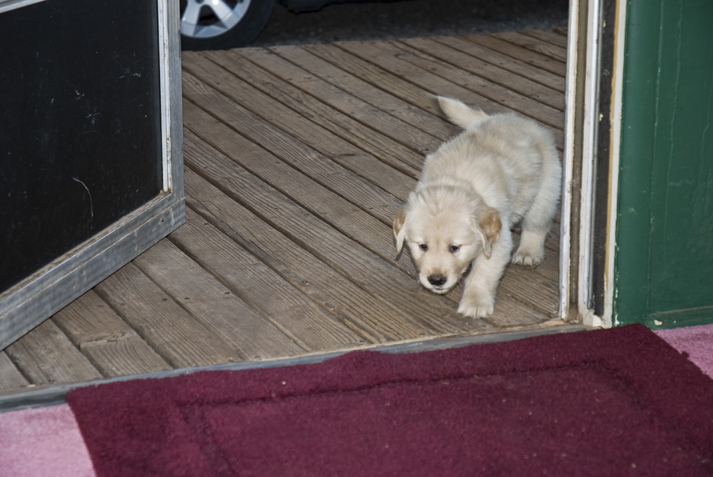 DSC_0190 cody stepping into his house for the first time en az.jpg