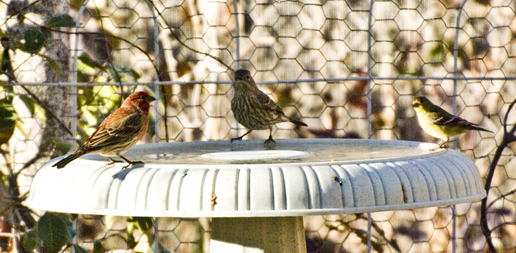 DSC_0154 purple finch sparrow and goldfinch at watering bowl en az.jpg