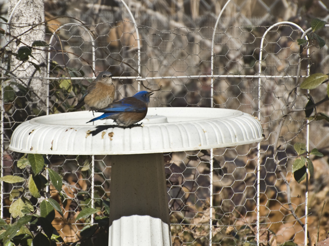 DSC_0186 male Blue Bird showing his territoriality en az.jpg