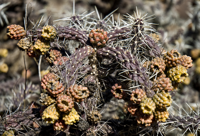 DSC_0002 cholla with colorful fruit cockscomb trail en az.jpg