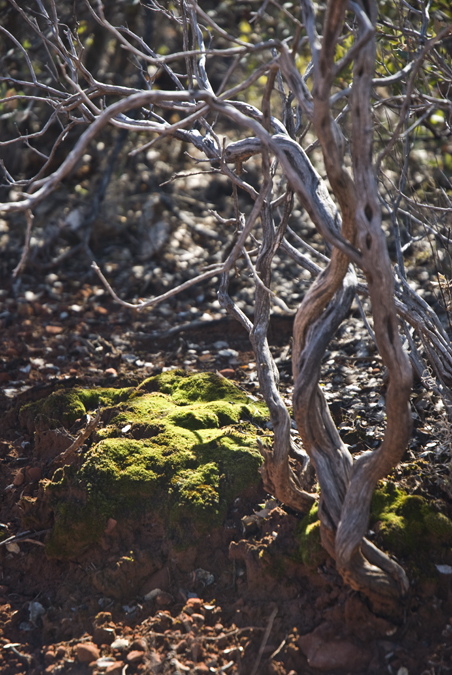 DSC_0041 moss on the red earth en az.jpg