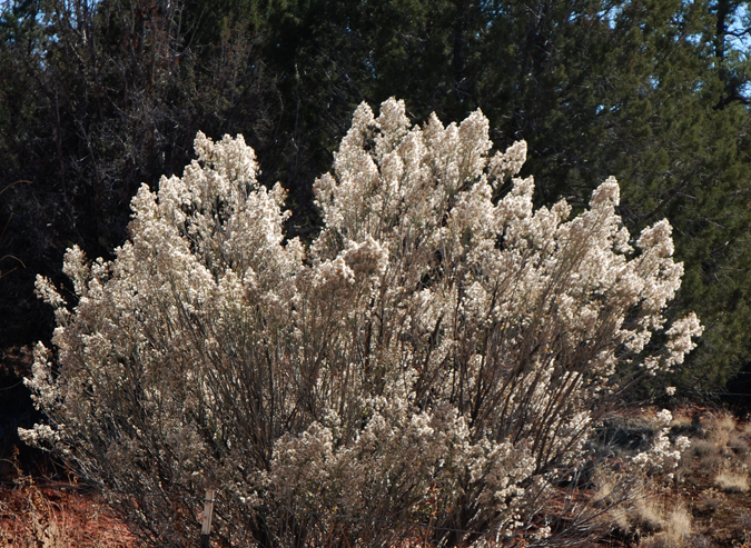 DSC_0064 sheeps fat bush glorfied by sunlight en az.jpg