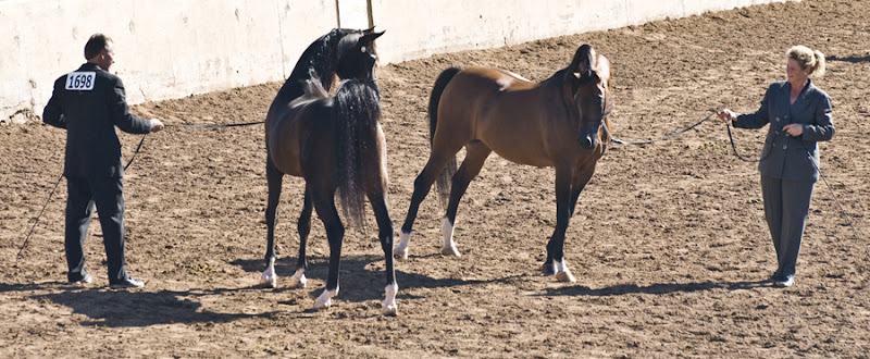 DSC_0087 two arab stallions checking one another out en az.jpg