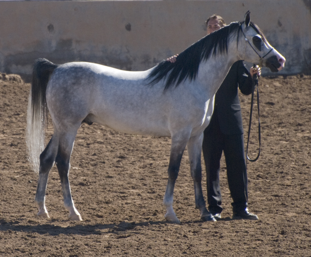 DSC_0093 gray stallion over eight years old en az.jpg