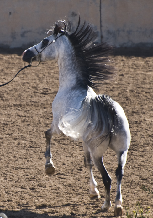 DSC_0129 gray stallion in motion en az.jpg