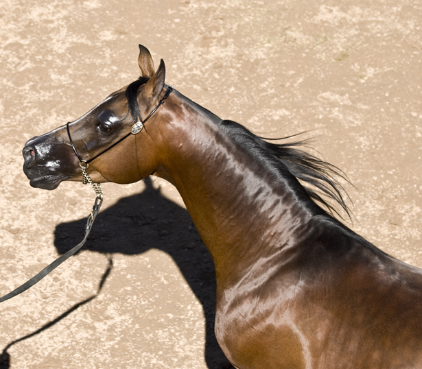 DSC_0168 head shot of an older stallion en az.jpg
