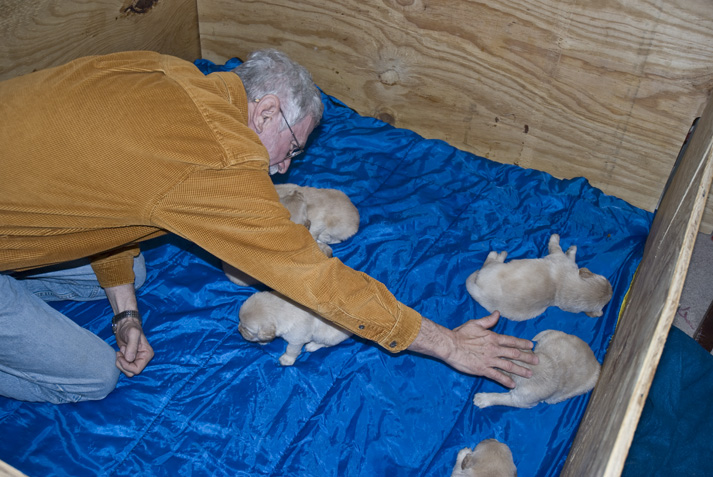 DSC_0041 dave in puppy box to look them over they just ate and are sleeping en az.jpg