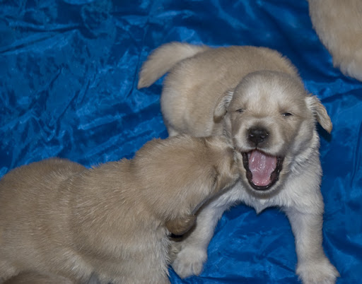 Pics Of Golden Retriever Puppies. golden retriever puppies