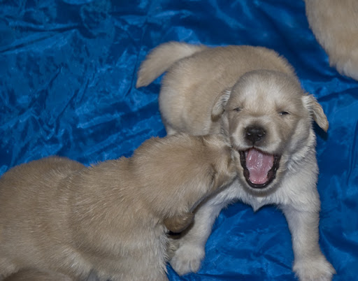 cute golden retriever puppies sleeping. cute golden retriever puppies