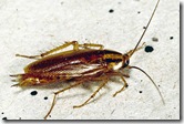 769391 - Despiden a 30 trabajadores de una televisi�n por culpa de una cucaracha