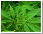 marihuana1 - Diputados legalizar�n consumo de marihuana