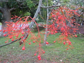 flowers of illawarra flame tree