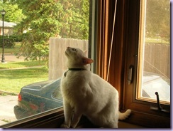 What are you doing on my window