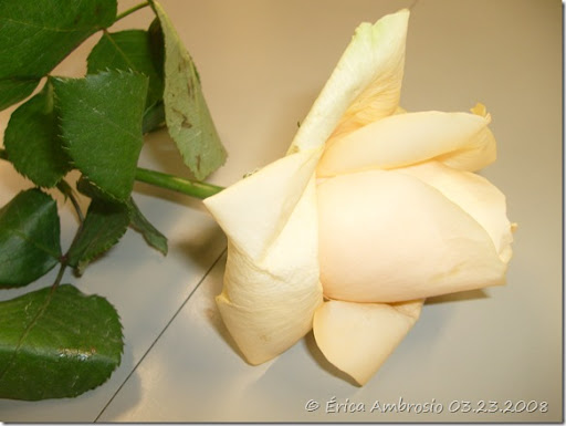 03.23.2008