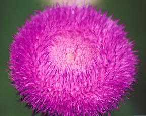 benefits of milk thistle flower - super food