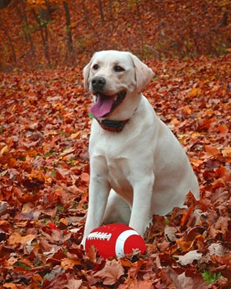 labrador otoño