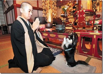 Joei Yoshikuni and Praying Dog Chihuahua Conan picture