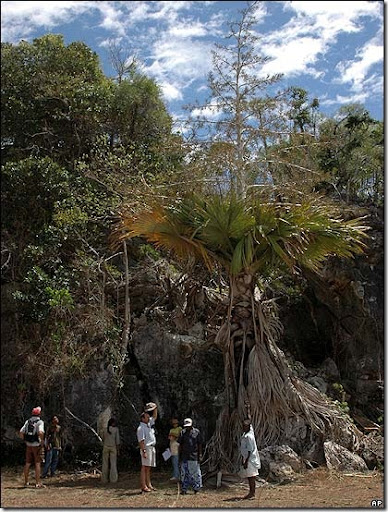  picture of new palm tree species found in madascagr