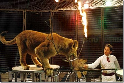 Jorge Elich  8-year-old Lion Tamer photo