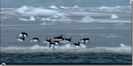 King George Island  flying penguins pictures
