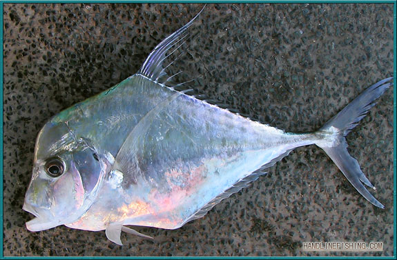 Indian Threadfish Photos and Images & Pictures